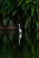 portrait shot of egret walking on green swamp photo