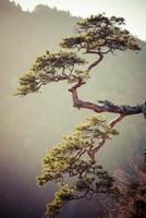 Sokolica, most famous tree in Pieniny Mountains, Poland photo