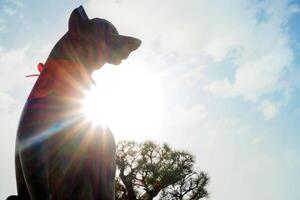 Kyoto City, JAPAN, 2018 - Closrup silhouette image fox statue of Fushimi Inari Shrine on tree and sunny with blue sky background. photo