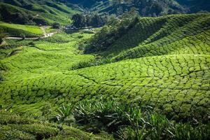 Plantación de té Cameron Highlands, Malasia foto