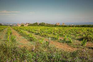 Vineyards growing outside the medieval fortress of Carcassonne in France photo