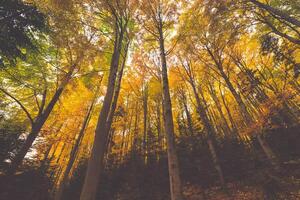 colorful tree branches in sunny forest, autumn natural background photo