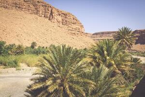 amplio ver de cañón y cultivado campos y palmas en erraquidia Valle Marruecos norte África África foto