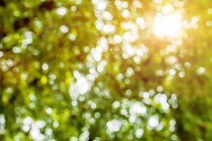 Look up view blurred and bokeh of green leaves on tree with sun and lens flare. photo