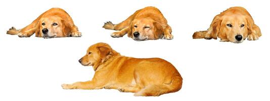 Set of Labrador Retriever Red brown hair lie down and squat isolate on white background and make with paths. photo