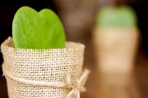 Closeup HOYA CACTUS in sackcloth flower pot on wooden table and blurry background. photo