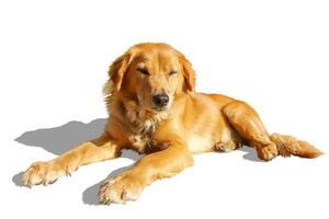 Labrador Retriever Red brown hair siting and looking some thing isolate on white background and make with paths. photo