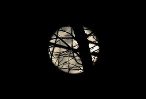 Silhouette of tree branch on blurry full moon and night time background. photo