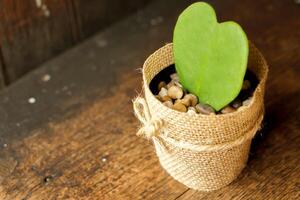 Top view of HOYA CACTUS in sackcloth flower pot on wooden table background. photo