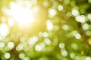 Look up view blurred and bokeh of green leaves on tree with sun and lens flare. photo