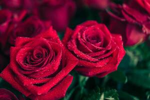Red rose closeup with drop photo