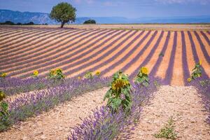 Beautiful landscape of blooming lavender field,lonely tree uphill on horizon. Provence, France, Europe. photo