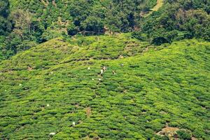 Tea Plantation at the Cameron Highlands, Malaysia, Asia photo