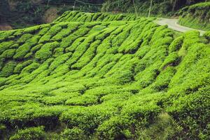 Green Hills of Tea Planation - Cameron Highlands, Malaysia photo