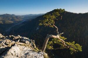 Sokolica, most famous tree in Pieniny Mountains, Poland photo