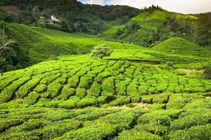 té plantación en el Cameron tierras altas, Malasia foto