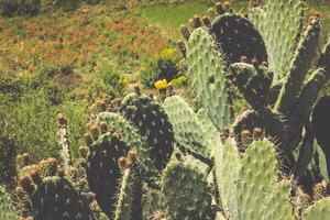 Exotic plants. Close-up of a prickly cactus photo