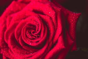 hermosa rojo Rosa macro Disparo cerca arriba. san valentin día foto