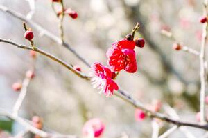 de cerca hermosa y rojo ciruela florecer floreciente en árbol desayuno tardío y borroso antecedentes. foto