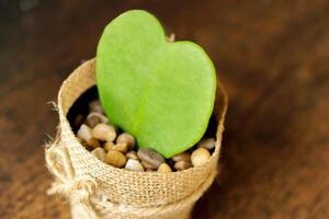 Top view and closeup HOYA CACTUS in sackcloth flower pot on wooden table background. photo