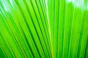 Closeup and crop palm leaf background and texture in bright green color. photo