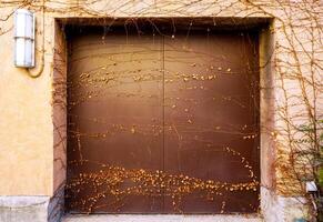 Image of death and dry small vines covered on old steel doors building and wall background. photo