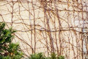 Background and texture of small vines and ivy green leaf covered on wall background. photo