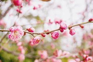 hermosa y brillante rosado Cereza flores floreciente en árbol desayuno tardío en japonés jardín y borroso antecedentes. foto