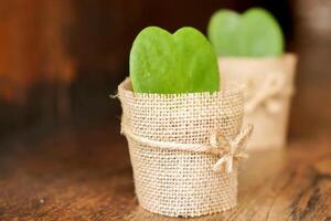 Twin HOYA CACTUS in sackcloth flower pot on wooden table and blurry background. photo