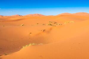 Desert dune at Erg Chebbi near Merzouga in Morocco. photo