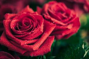 Beautiful red rose macro shot close up. Valentines Day photo