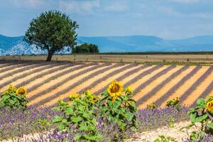 Lavender field. The plateau of Valensole in Provence photo