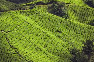 Tea Plantation at the Cameron Highlands, Malaysia, Asia photo