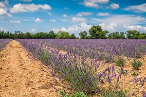 Lavender flower blooming scented fields in endless rows. Valensole plateau, provence, france, europe. photo