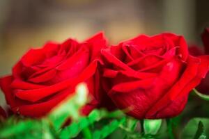 Red roses over valentines day photo