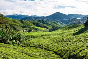 verde colinas de té planificacion - Cameron tierras altas, Malasia foto