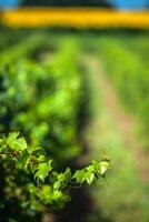 el viñedos a lo largo el famoso vino ruta en alsacia, Francia foto