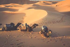 Dunes Erg Chebbi near Merzouga, Morocco -Camels used for tours into the erg photo