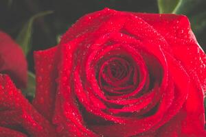 Red roses over valentines day photo