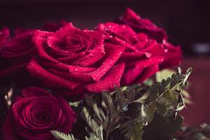 Red rose closeup with drop photo