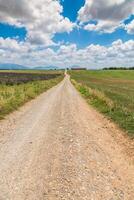 dirt road in the middle of the field near the trees on a sunny day photo