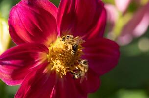 close-up of a bee pollinating a flower and making honey. photo
