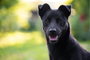 portrait of a beautiful young black dog with a blurred background photo