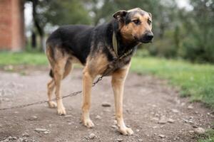 A lonely and sad guard dog on a chain near a dog house outdoors photo