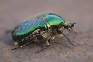 de cerca de un grande hermosa verde escarabajo bronzovka foto