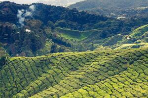 verde colinas de té planificacion - Cameron tierras altas, Malasia foto