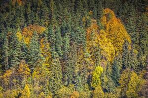 Autumn forest landscape-yellowed autumn trees and fallen autumn leaves. photo