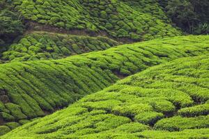 Tea plantations in Munnar, Kerala, India photo