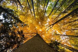 colorful tree branches in sunny forest, autumn natural background photo