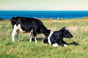 Spanish milk cow in the seaside farm,Asturias,Spain photo